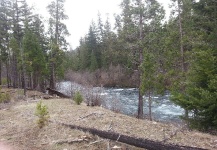 metolious branch on the tribal side of the warmsprings reservation ore, deschutes flow.