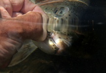  Foto de Pesca con Mosca de Trucha arcoiris compartida por Rudesindo Fariña – Fly dreamers