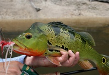 Marcelo Morales 's Fly-fishing Image of a Peacock Bass – Fly dreamers 