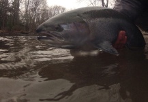 Taylor Brown 's Fly-fishing Image of a Steelhead – Fly dreamers 