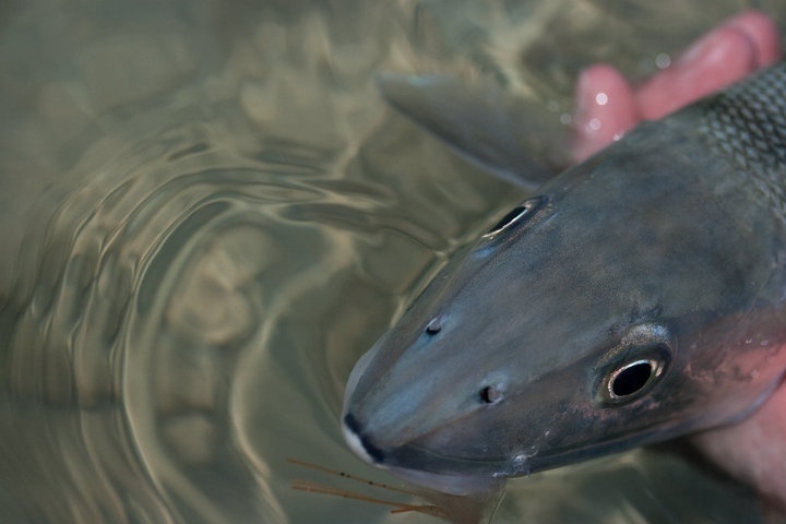 Bonefish Mexico