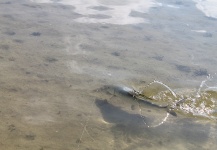  Foto de Pesca con Mosca de Bonefish compartida por Alfredo Mimenza – Fly dreamers