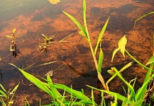  Foto de Pesca con Mosca de Tararira por Matias Sabatini – Fly dreamers 