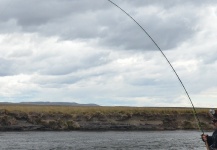 CF Burkheimer rod 713´3´´ (Río Grande - Tierra del Fuego - Argentina) 09/01/2014