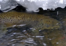 Fly-fishing Photo of Brown trout shared by Brett Macalady – Fly dreamers 