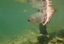 Lukas Bauer 's Fly-fishing Catch of a Rainbow trout – Fly dreamers 