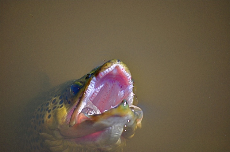 Trout photographed at Moonbah Hut in the New South Wales Snowy Mountains of Australia - check out the small 'Oarsman' bug near the point of his nose that he is about to smash!....see: www.moonbahhut.com &amp; and; www.snowymountainsfishing.com.au