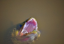 Brett Smith 's Fly-fishing Image of a Brown trout – Fly dreamers 