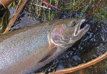  Foto de Pesca con Mosca de Steelhead compartida por Kevin App – Fly dreamers