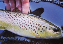  Fotografía de Pesca con Mosca de Trucha marrón por André Abt – Fly dreamers 