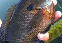 Fly-fishing Image of Bluegill shared by Rick Vigil – Fly dreamers
