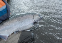 Fly-fishing Photo of King salmon shared by Rodrigo Andrade Bussard – Fly dreamers 