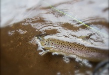 A winter's tale...a January day on a New England river...