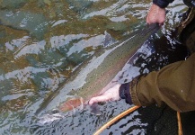  Fotografía de Pesca con Mosca de Steelhead por Kevin App – Fly dreamers 