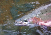  Fotografía de Pesca con Mosca de Steelhead por Kevin App – Fly dreamers