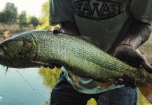 Leandro Ferreyra 's Fly-fishing Photo of a Golden Dorado – Fly dreamers 