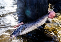 LeGrille FlyFishing 's Fly-fishing Image of a Brown trout – Fly dreamers 