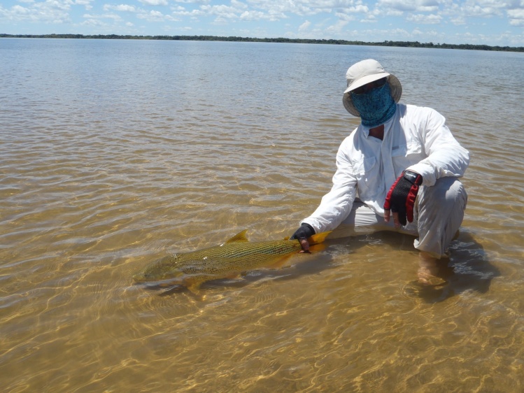 Dorado pescado en aguas poco profundas