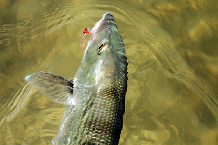 Bonefish Closeup www.pescacozumel.com