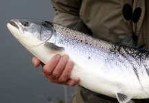  Foto de Pesca con Mosca de Salmón del Atlántico compartida por Alan Bithell – Fly dreamers