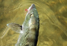  Fotografía de Pesca con Mosca de Bonefish por Alfredo Mimenza – Fly dreamers 