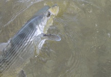 Fly-fishing Picture of Bonefish shared by Alfredo Mimenza | Fly dreamers