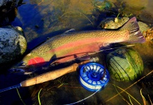 Fly-fishing Picture of Steelhead shared by Mike Wright – Fly dreamers