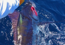 John Kelly 's Fly-fishing Picture of a Blue Marlin – Fly dreamers 