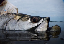 Tom Hradecky 's Fly-fishing Image of a Tarpon – Fly dreamers 