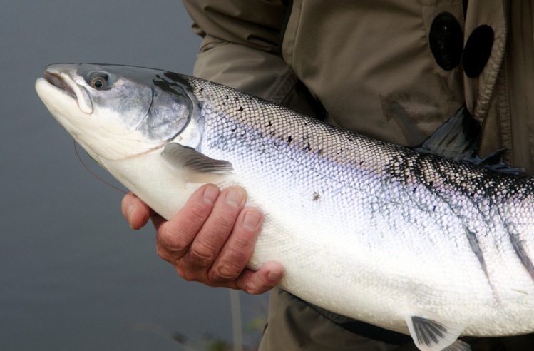 Beautiful fish that had 2 lucky escapes in one day. Attacked by seals on its way into the river and then caught and returned by Duncan.