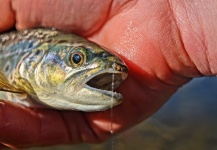 Fly-fishing Picture of Brown trout shared by Jason Wittwer – Fly dreamers