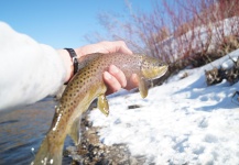 Jason Wittwer 's Fly-fishing Catch of a Brook trout – Fly dreamers 