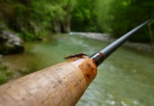 Lukas Bauer 's Fly-fishing Entomology Image – Fly dreamers 