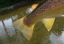 Lukas Bauer 's Fly-fishing Photo of a Brown trout – Fly dreamers 