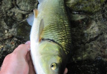 Uros Kristan 's Fly-fishing Image of a Chub – Fly dreamers 