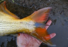  Foto de Pesca con Mosca de Dorado compartida por Marcelo Trelles – Fly dreamers