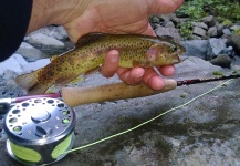 Fly-fishing Picture of Rainbow trout shared by Joao Mota – Fly dreamers