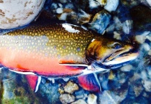 Brook trout 2013