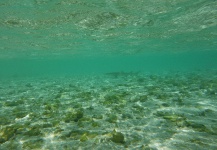 Fergus Kelley 's Fly-fishing Pic of a Sharks – Fly dreamers 