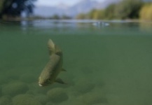 Fly-fishing Picture of Cutthroat shared by Jason Balogh – Fly dreamers