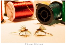 George Secareanu 's Fly for Brown trout - Picture – Fly dreamers 