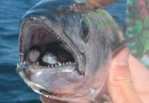 Taylor Brown 's Fly-fishing Picture of a Bonito – Fly dreamers 