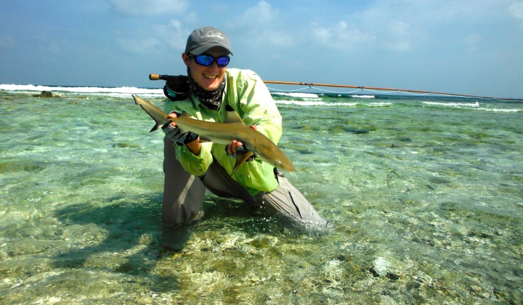 Sight fishing Blacktip reef sharks in a foot of water. 