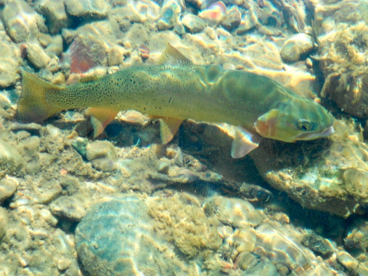 Snake River Cutt Throat Trout (Gros Ventre, Jackson Wy)