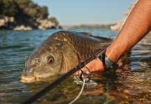 Fly-fishing Picture of Carp shared by Edu Cesari – Fly dreamers