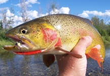 Jason Balogh 's Fly-fishing Picture of a Fine spotted cutthroat – Fly dreamers 