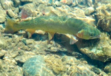 Paul Fulton 's Fly-fishing Pic of a Fine Spotted Cutthroat – Fly dreamers 