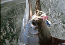 Sailfish on fly fishing in Malaysia Rompin