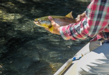Fly-fishing Photo of Brown trout shared by Francisco Bevillaqua – Fly dreamers 