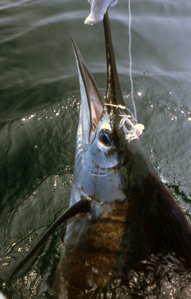 Sailfish with popper fly